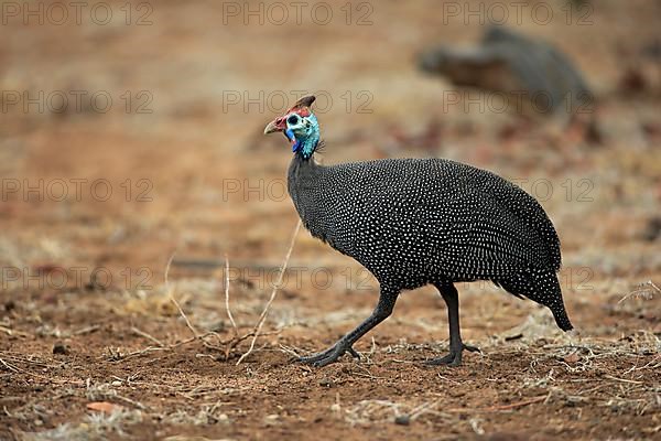 Helmeted guineafowl