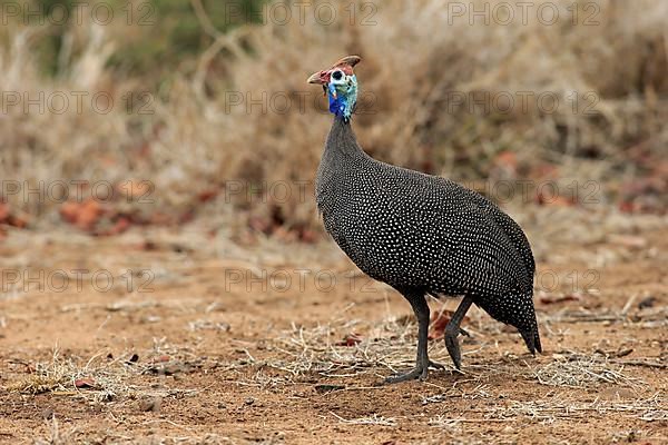 Helmeted guineafowl