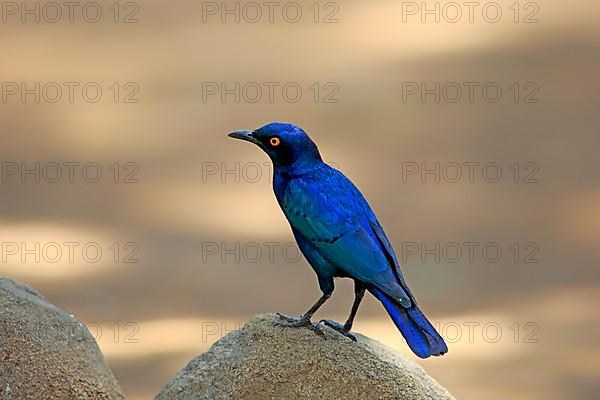 Glossy Starling