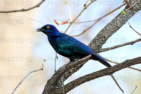 Glossy Starling