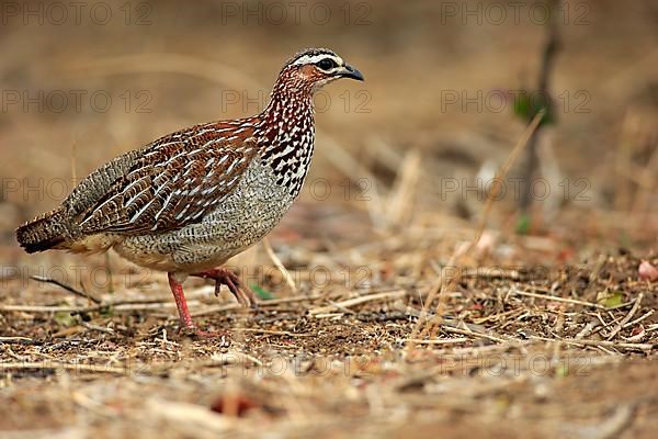 Crested francolin