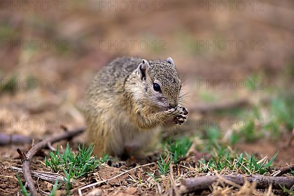 Smith's bush squirrel