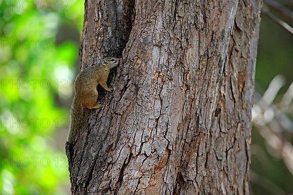 Tree Squirrel