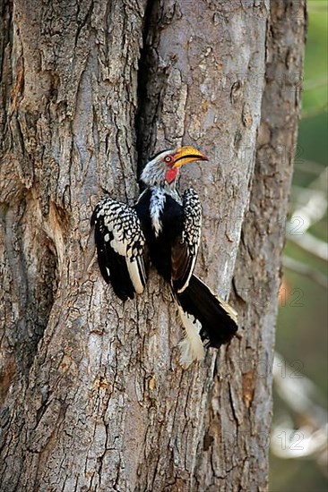 Yellowbilled Hornbill