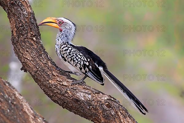 Yellowbilled Hornbill