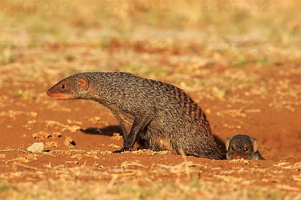 Banded mongoose