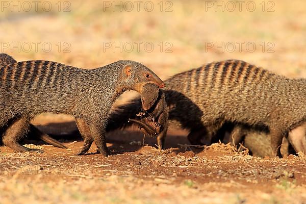 Banded mongoose