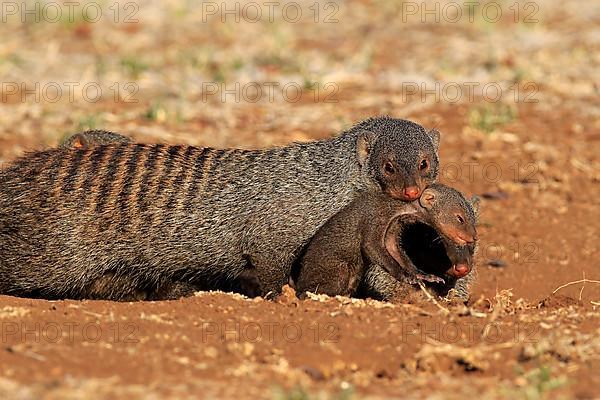 Banded mongoose