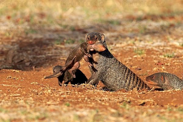 Banded mongoose