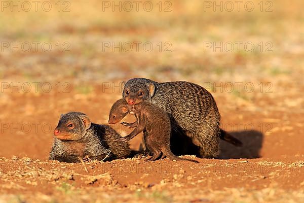 Banded mongoose