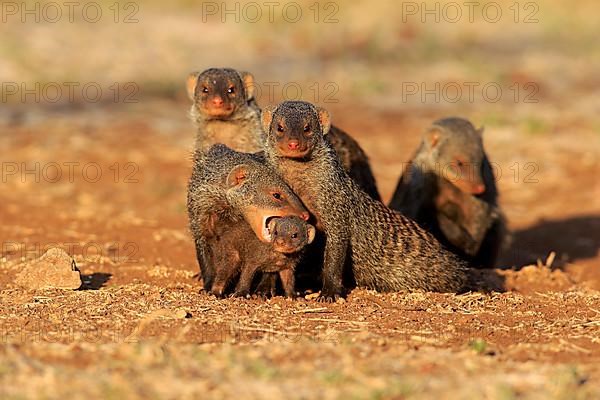 Banded mongoose