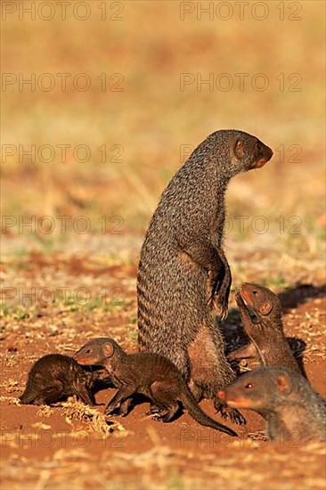 Banded mongoose