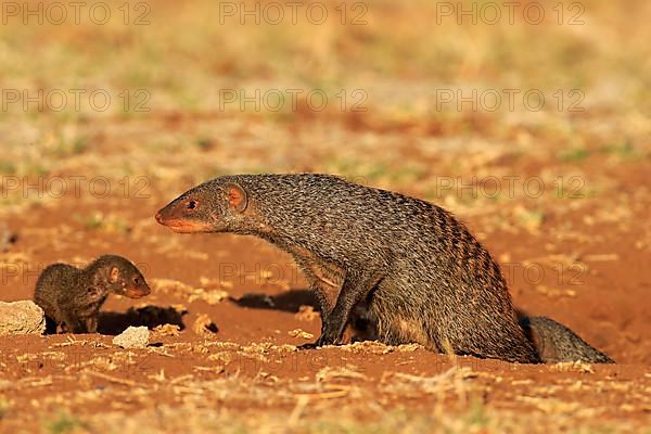 Banded mongoose