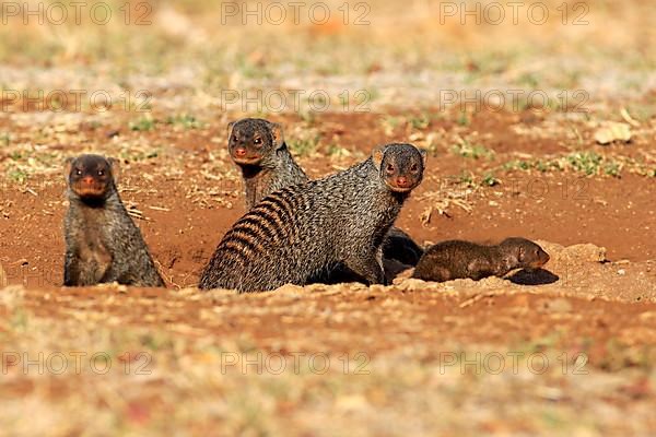 Banded mongoose