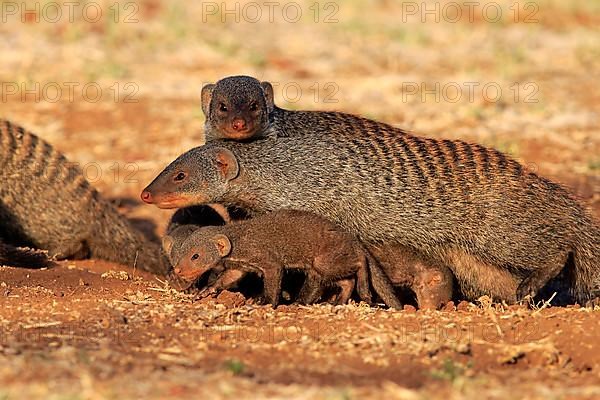 Banded mongoose