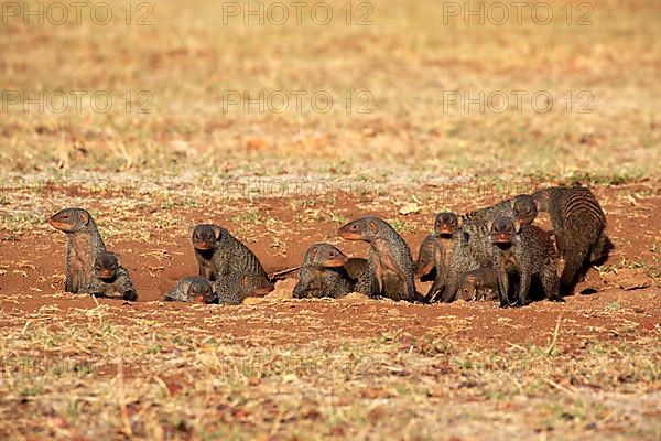 Banded mongoose