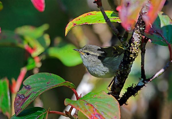 Golden-barred Warbler