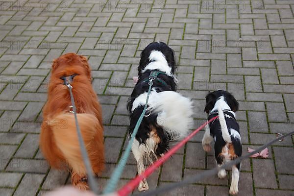 Cavalier King Charles Spaniel with puppy