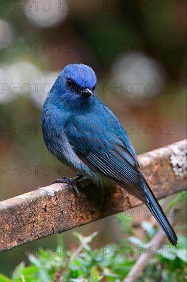 Nilgiri Flycatcher