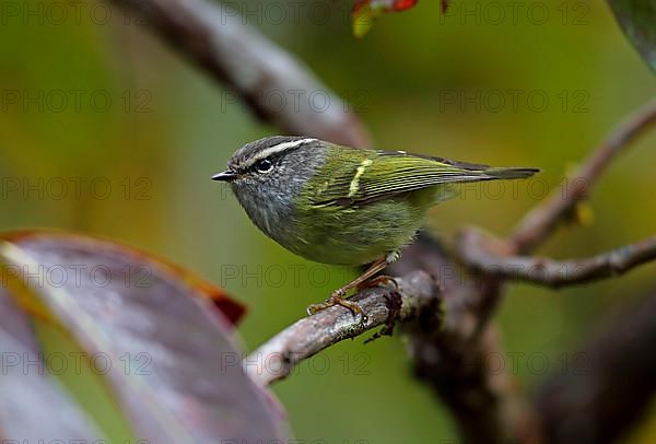 Grey-throated Warbler