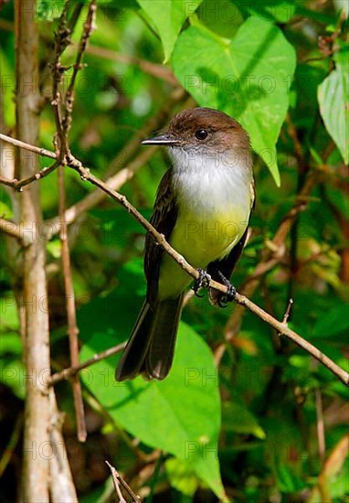 Jamaica Crested Flycatcher