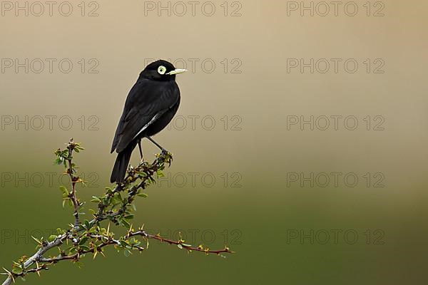 Adult male spectacled tyrant