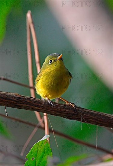 Golden-spectacled Warbler