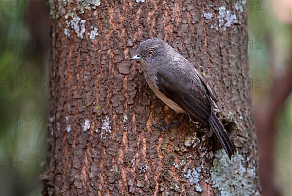 Abyssinian Slaty Flycatcher