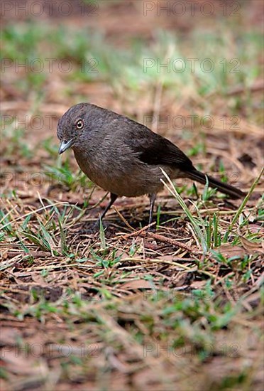 Adult Abyssinian Slaty Flycatcher