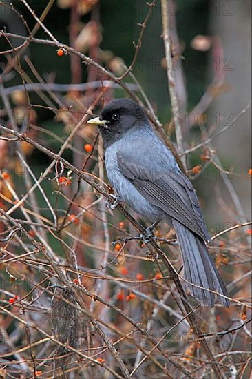 Sichuan Jay