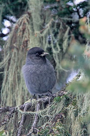 Sichuan Jay