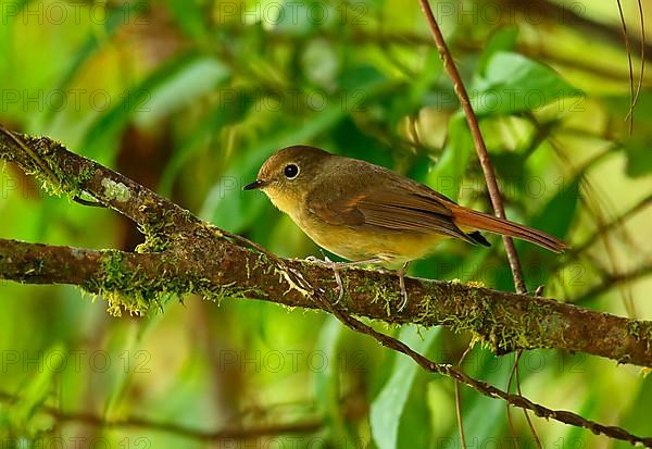 Tricolour Flycatcher