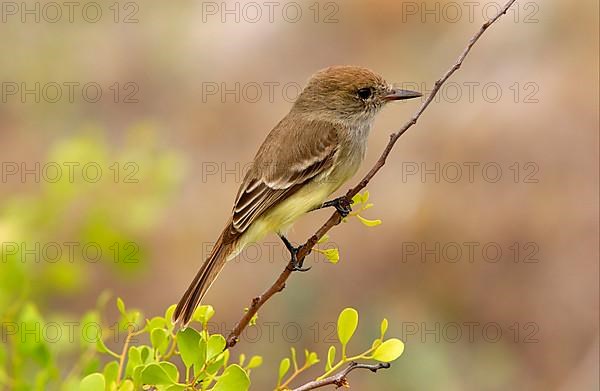 Galapagos flycatcher