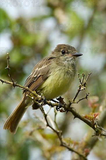 Galapagos flycatcher