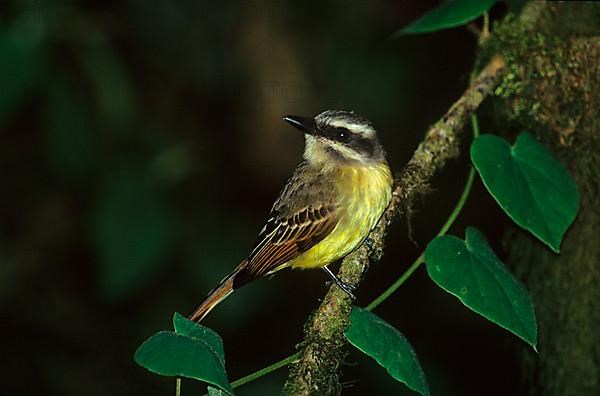 Streaked Flycatcher