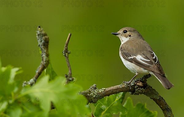 Pied Flycatcher