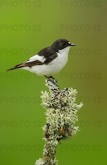 Pied Flycatcher