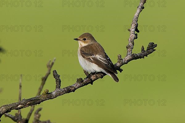 Pied Flycatcher