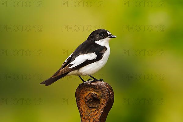 European pied flycatcher