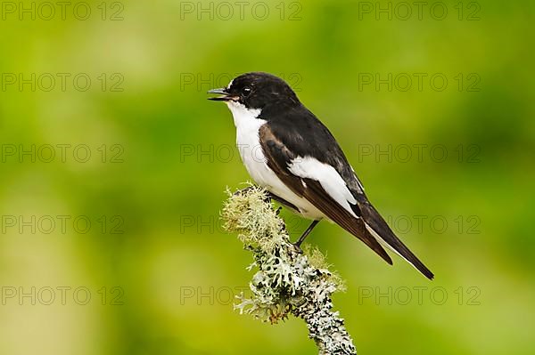 European pied flycatcher