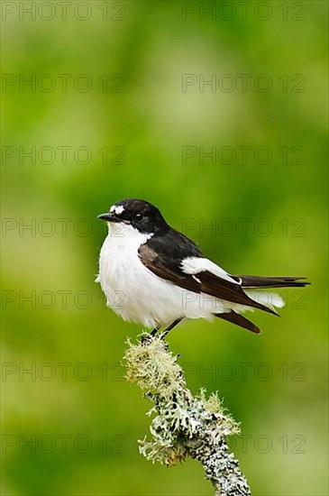 European pied flycatcher