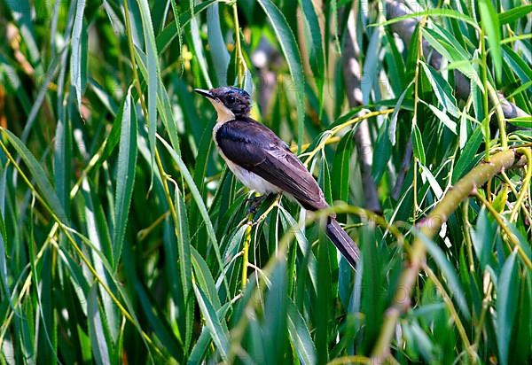 Restless flycatcher