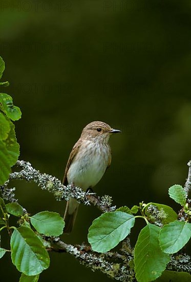 Spotted Flycatcher