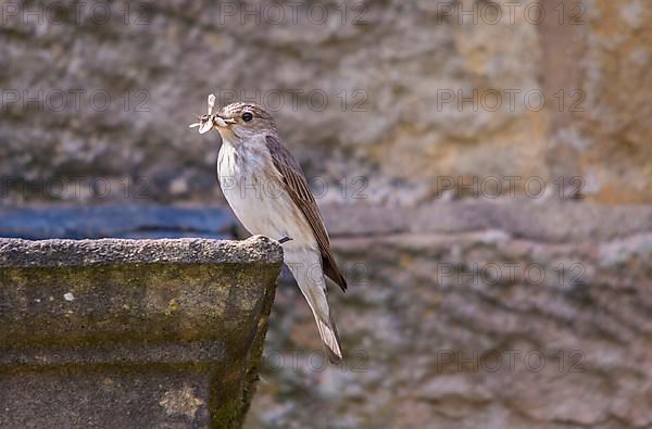 Spotted flycatcher