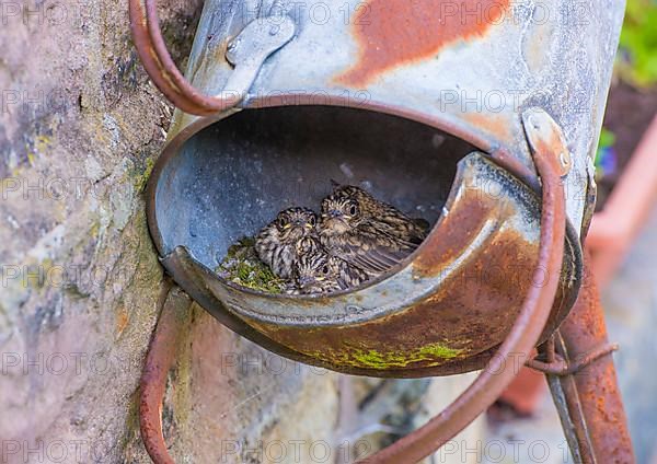 Spotted flycatcher