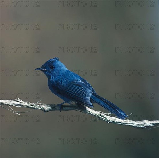 Elminia nigromitrata