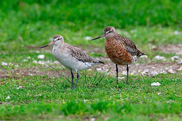 Bar-tailed godwit