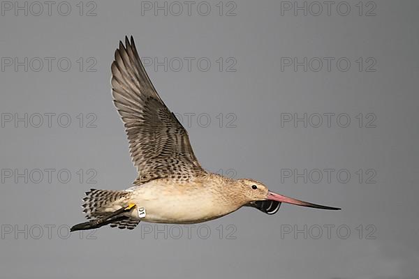 Bar-tailed godwit