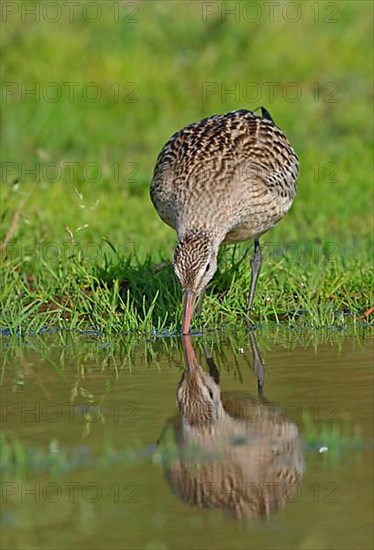 Young bar-tailed godwit