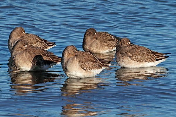 Black-tailed godwit